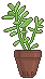 Crassula Ovata by King-Lulu-Deer